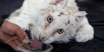 Murió la cachorra de tigre que había sido abandonada en Grecia
