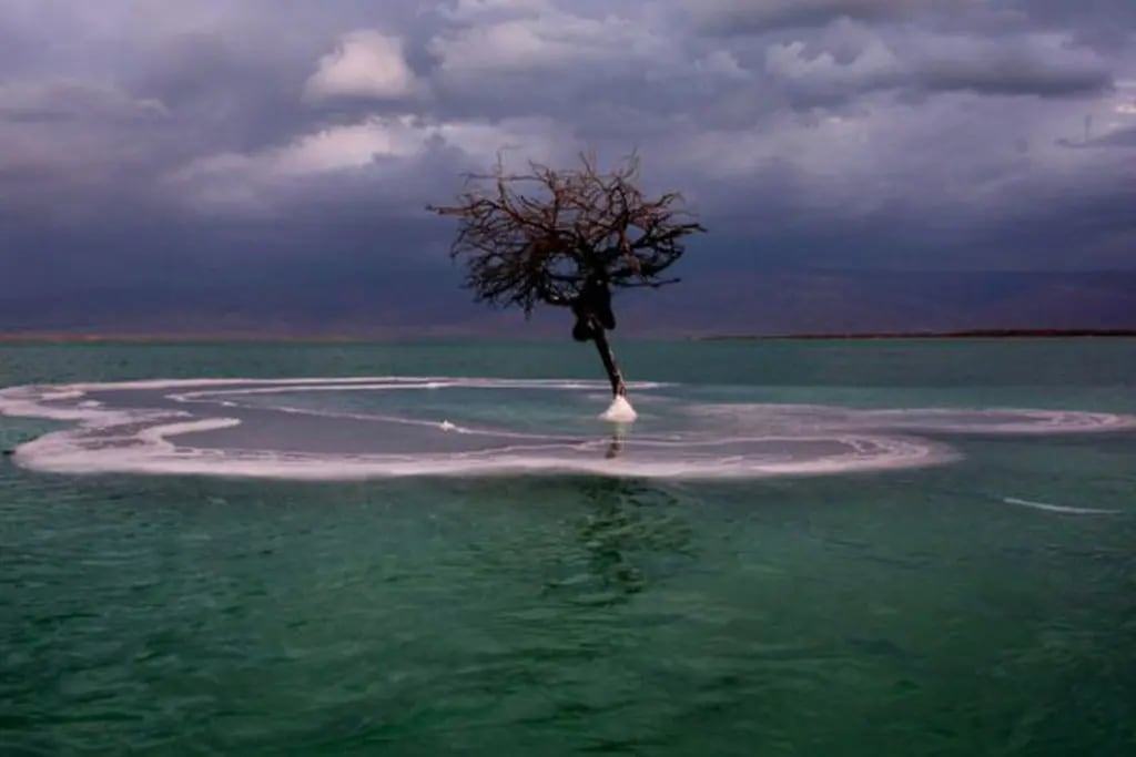 El único árbol que crece en medio del Mar Muerto