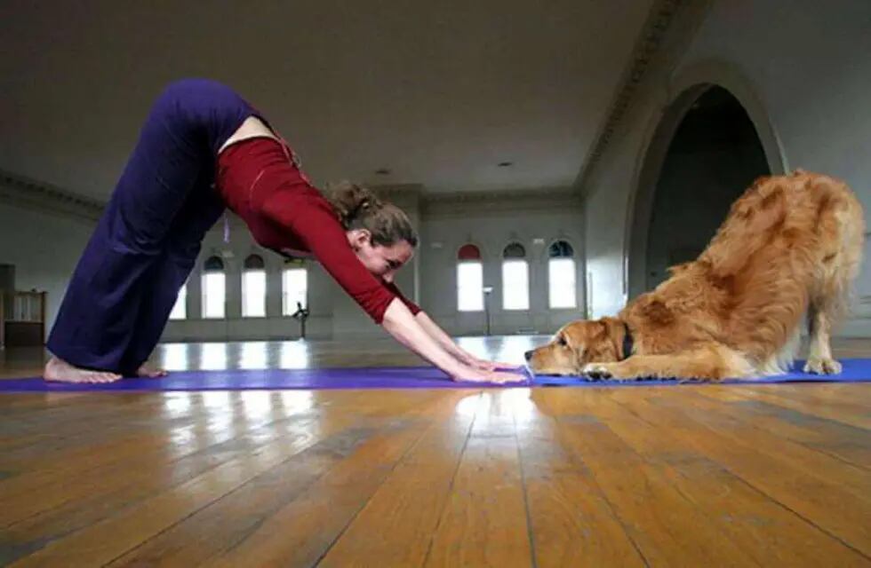 Doga, yoga para perros 