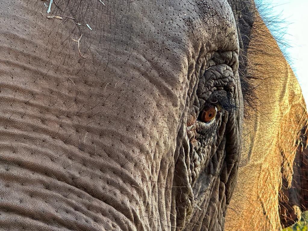 Antes y después: el notable cambio físico de la elefanta Guillermina en casi un año y medio en la selva brasileña. Foto: Santuario Global de Elefantes