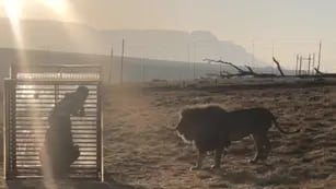 Se inauguró un “zoológico inverso” en Sudáfrica, los humanos enjaulados y los leones los visitan