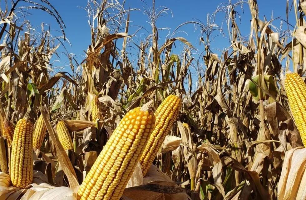 El maíz representa la actividad agrícola que mayor tecnología adopta, desde las semillas hasta los fertilizantes y fitosanitarios. Requiere más inversión, pero rinde por hectárea tres veces más en volumen que la mayoría de los demás cultivos