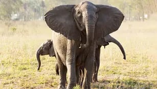 elefantes sin colmillos