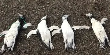 Macabro: encontraron varios pingüinos con signos de ahorcamiento en Chubut
