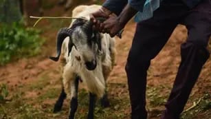 Un sacerdote iba sacrificar a una cabra en un ritual pero degolló a un hombre