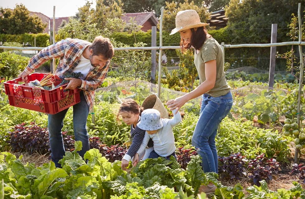 Las verduras que producimos en casa son mucho más ricas, y nos aseguramos de no estar consumiendo pesticidas.