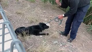 Rescataron a un perro en Guaymallén