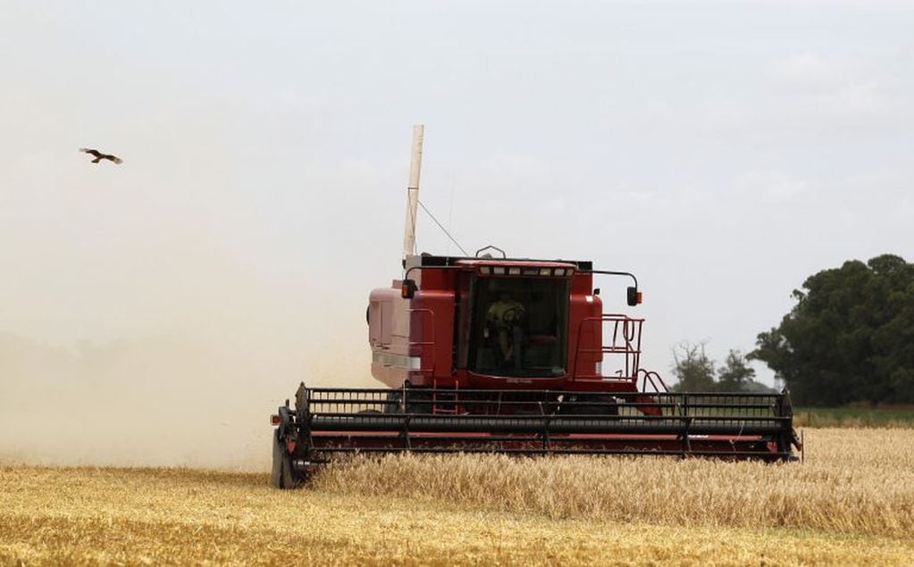 Desde 1926, en Argentina se celebra el Día del Cerealista cada 14 de agosto. Se trata de una fecha que representa al sector agropecuario, una de las actividades fuertes del país y parte sustancial de su desarrollo.
