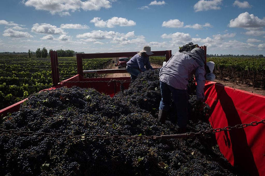 Se subsidiarán hasta $900 millones para asistencia financiera que requieran las cooperativas vitivinícolas
Foto: Ignacio Blanco / Los Andes
