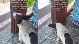 Encontraron un perrito perdido, contactaron al dueño y el reencuentro fue conmovedor