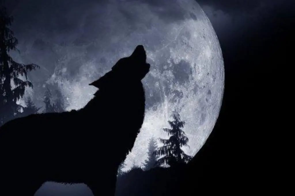 “Luna de Lobo”, la primera luna llena del 2021: por qué se llama así y cuándo se podrá ver