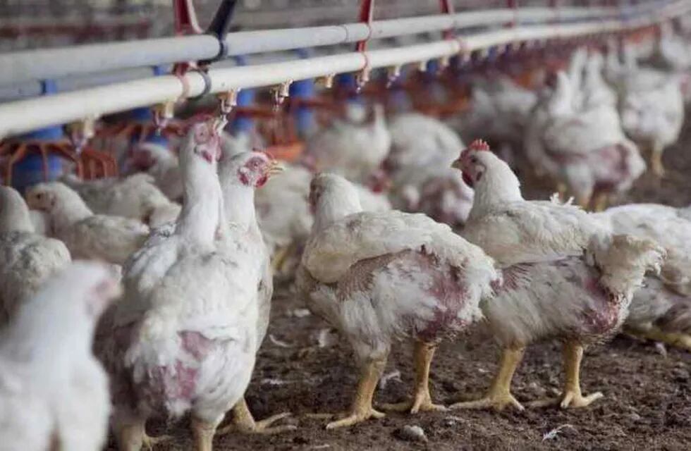 El 95% de la nutrición de los pollos es a base de maíz y soja, por lo que el fuerte aumento que tuvieron estos granos impacta en la ecuación del negocio avícola.