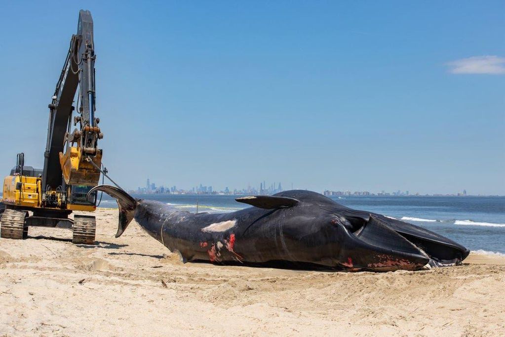 El cadáver del cetáceo fue trasladado a la costa de Nueva Jersey donde personal de la Administración Nacional Oceánica y Atmosférica lleva a cabo su autopsia. Foto: MICHAEL MCKENNA/MARINE MAMMAL STRANDING CENTER