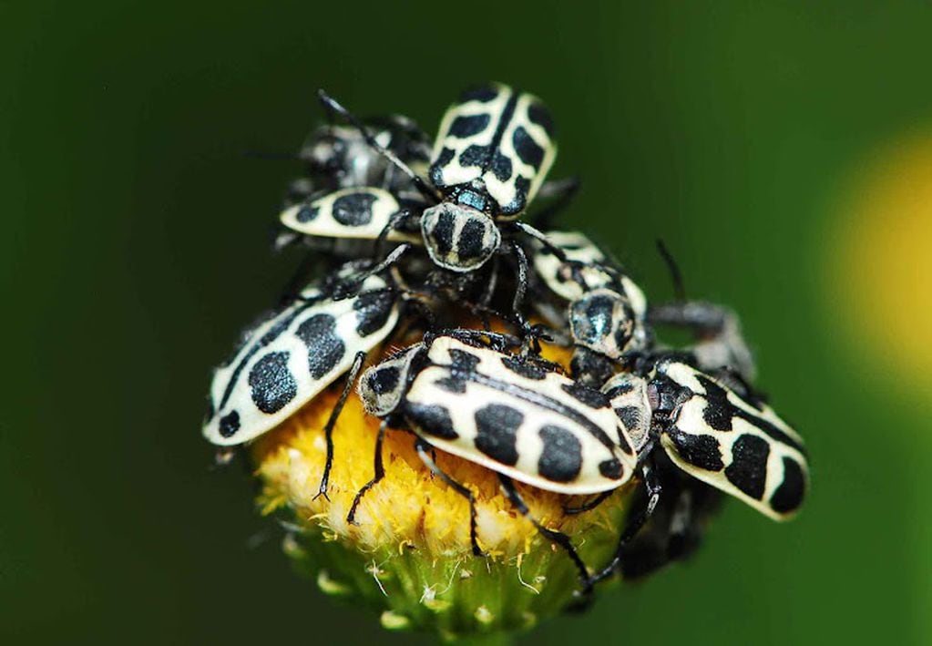 El INTA alertó por la presencia del escarabajo Astilo moteado, conocido como "7 de oro".
