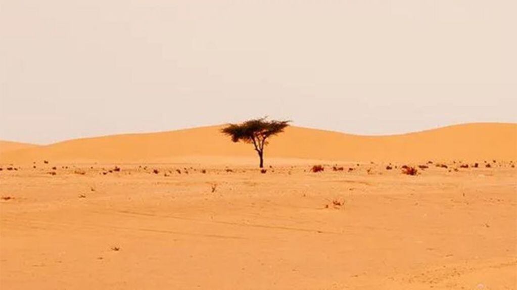 En el desierto de Sahara hay 1.800 millones de árboles.