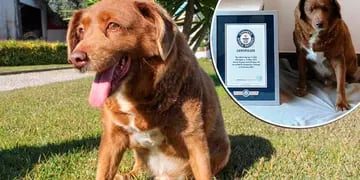 Murió Bobi, el perro más longevo del mundo: tenía 31 años