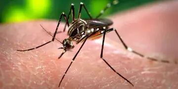 AEDES AEGYPTI. Es el mosquito transmisor de la fiebre chikungunya (AP).