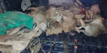 Casa ilegal en Tupungato: liebres castillas