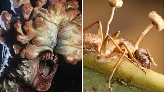 Cordyceps, el hongo de The Last of Us: qué tan letal es en la vida real