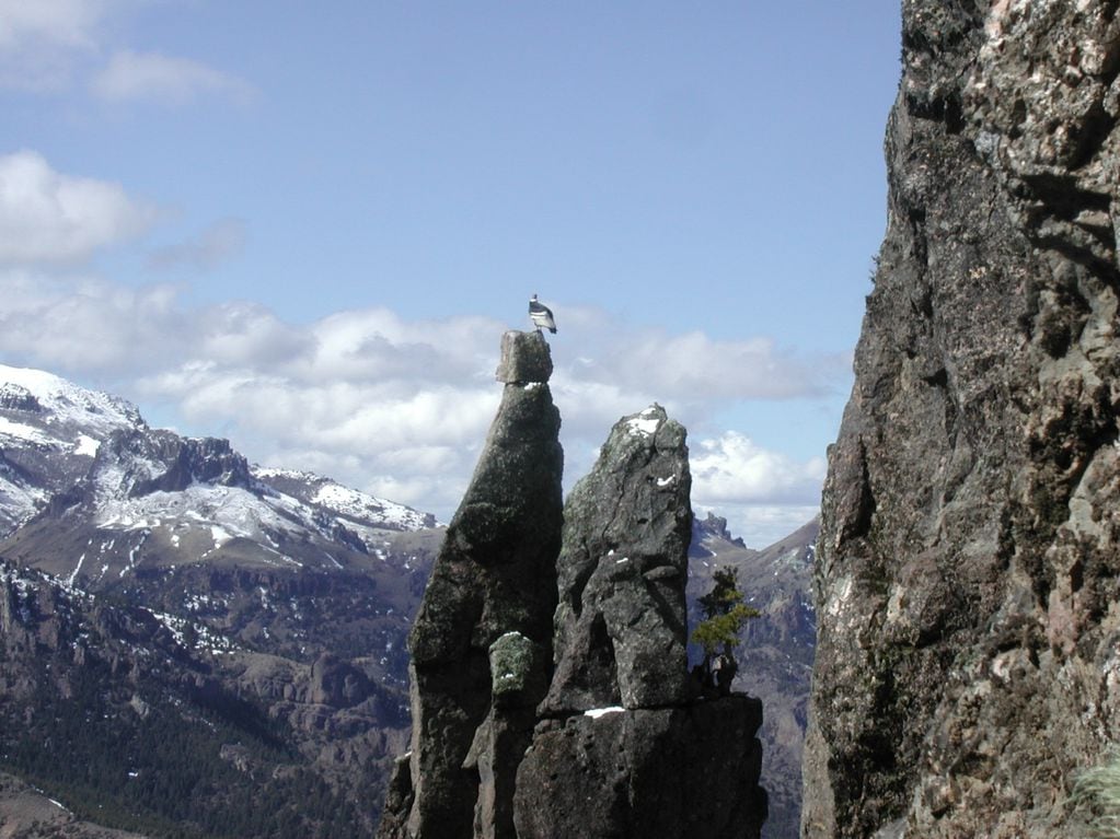 Los cóndores andinos anidan en lugares protegidos de depredadores y ubicados en salientes rocosas y cuevas en acantilados. Foto: Gentileza Sergio Lambertucci