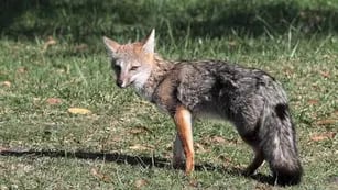 Una especie de zorro pampeano que deambulaba por el centro de La Plata fue rescatado