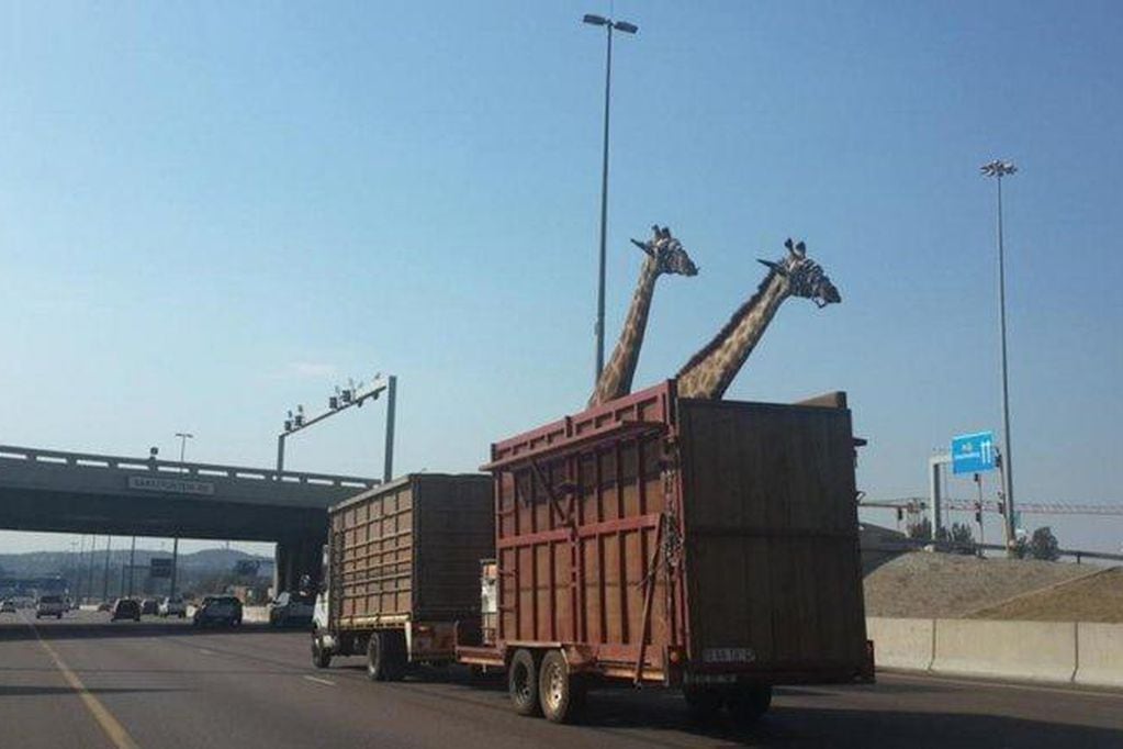 Una jirafa que era transportada en camión murió al golpear su cabeza contra un puente.