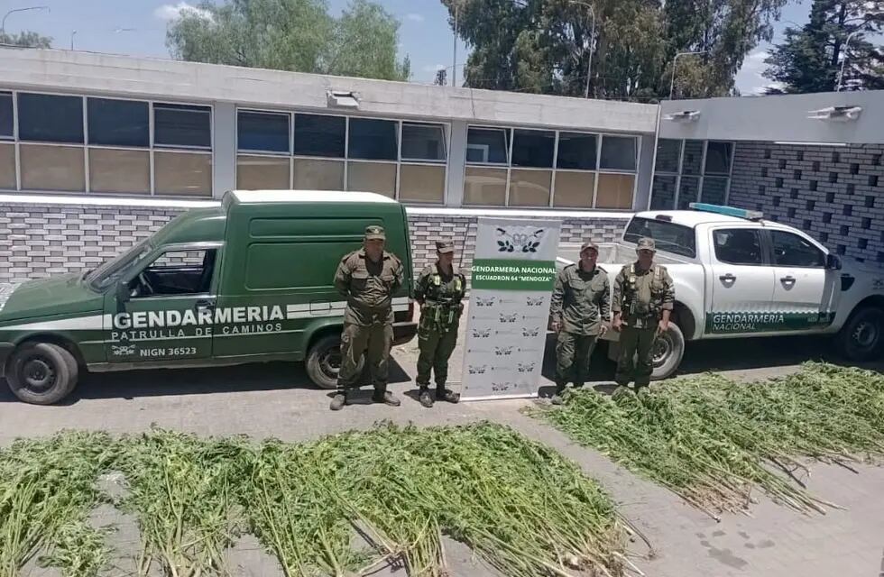 La marihuana decomisada en un asentamiento de Luján. / Gentileza Gendarmería Nacional