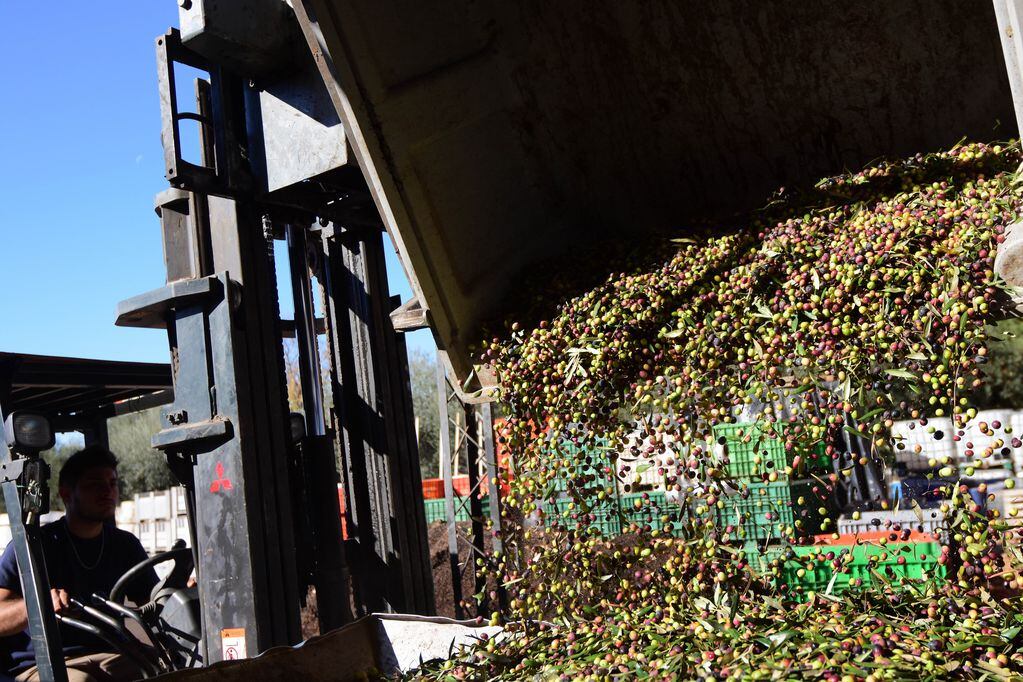 Crecieron 100% las exportaciones olivícolas en Mendoza