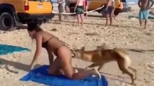 Un dingo mordió en la cola a una turista que tomaba sol en Australia