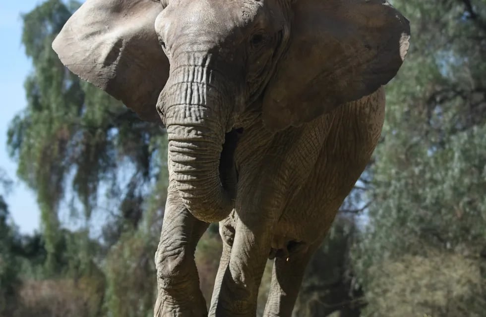 Se trata de un elefante africano, único en su especie que vive en Mendoza.