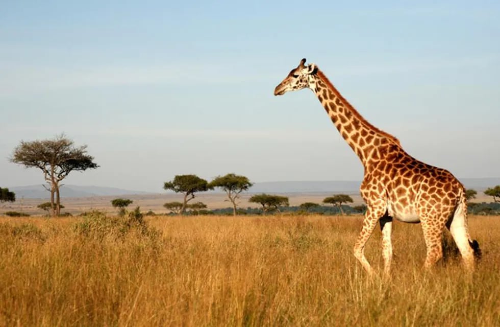 Esta jirafa come hierba del suelo con unos movimientos que ya querrían emular algunas bailarinas de ballet