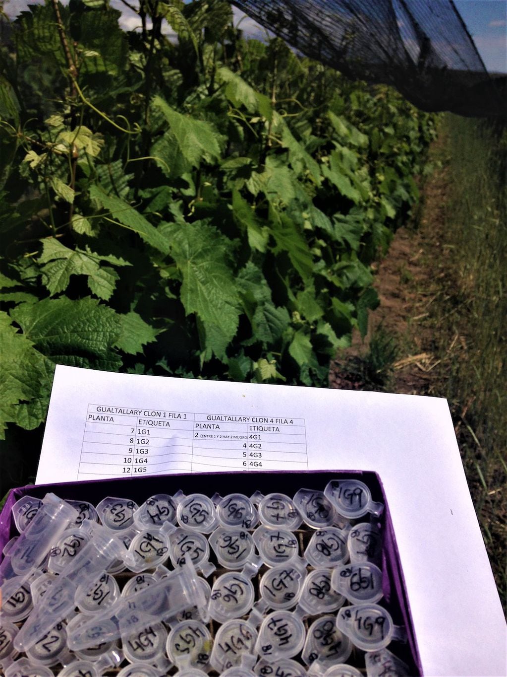 Fotografía de un viñedo de Mendoza del que se tomaron muestras de ápices meristemáticos de plantas de Malbec.