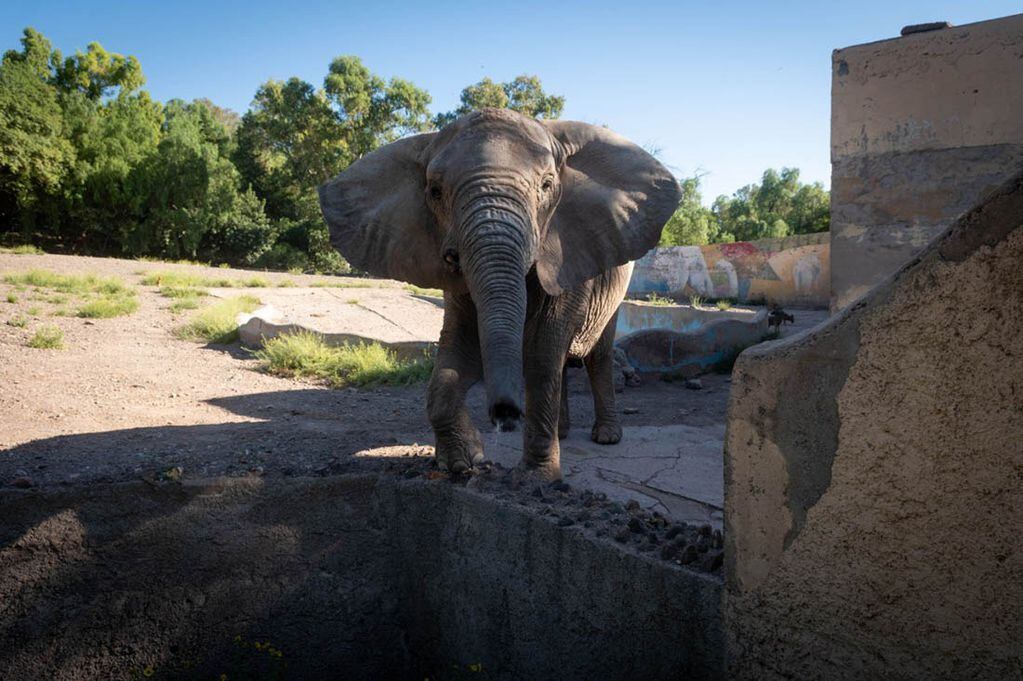 Continúa el entrenamiento de los elefantes del Ecoparque para su traslado al santuario de Brasil donde tendrán más espacio y la compañía de otros elefantes. Ignacio Blanco/