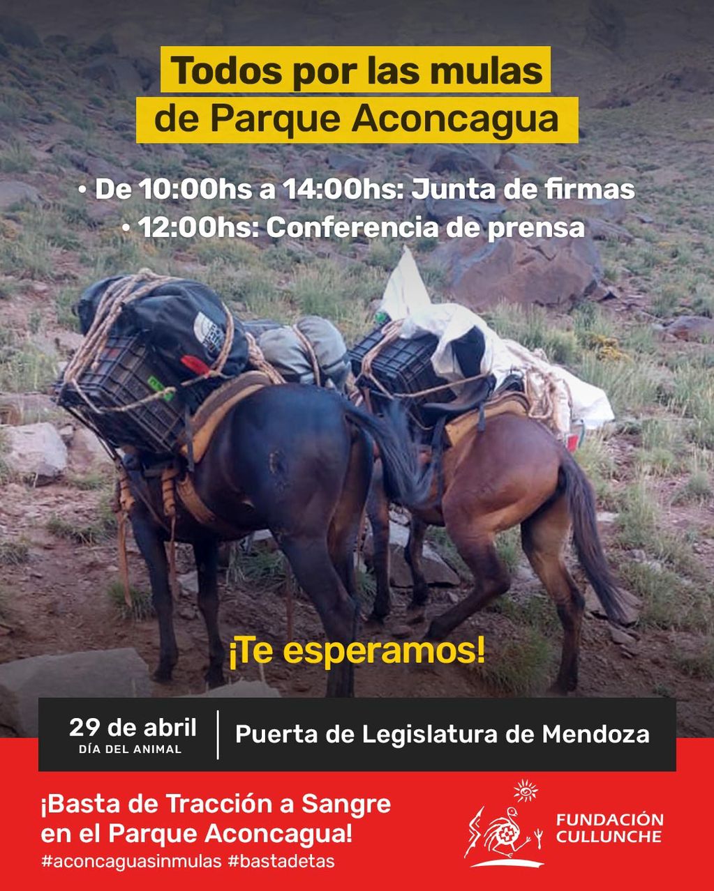 Piden una ley para “abolir el trabajo esclavo” de las mulas en el Aconcagua: ¿cuáles serían las alternativas? Foto: Fundación Cullunche