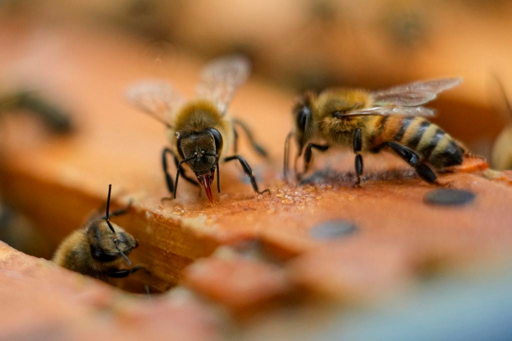 Una colonia de abejas en una colmena del patio de Nathalie Steinhauer, investigadora de abejas de la Universidad de Maryland, el miércoles 21 de junio de 2023, en College Park, Maryland. (AP Foto/Julio Cortez)