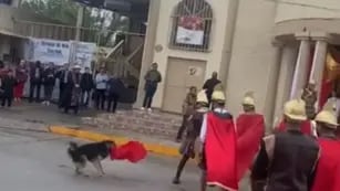 Perrito en México.
