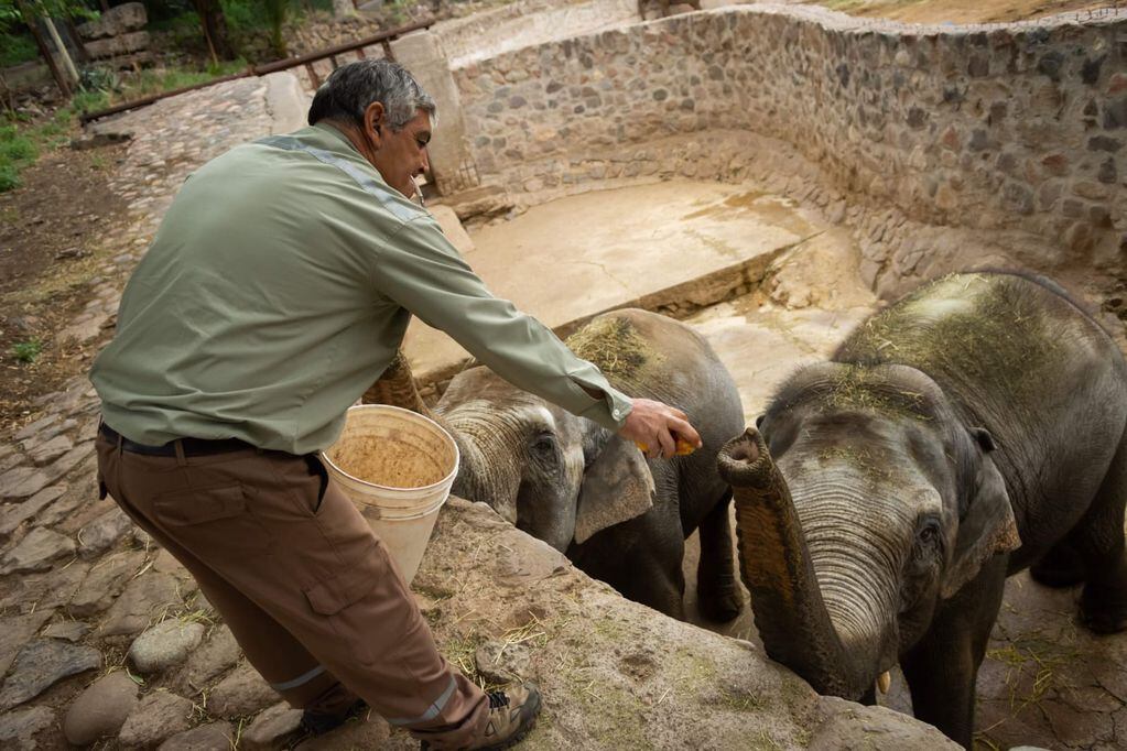 Fotos: así fue el entrenamiento y la adaptación de las elefantas Pocha y Guillermina con sus cuidadores. Foto: Ignacio Blanco / Los Andes.
