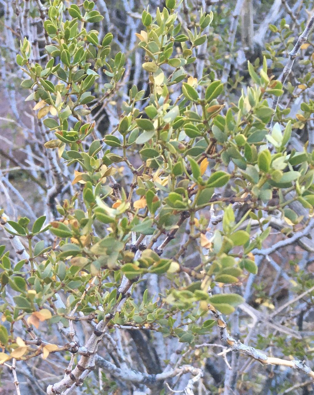 Jarilla hembra (Larrea divaricata) con hojas plegadas ante condiciones de frío extremo en alta Montaña (Mendoza). Foto: Gentileza