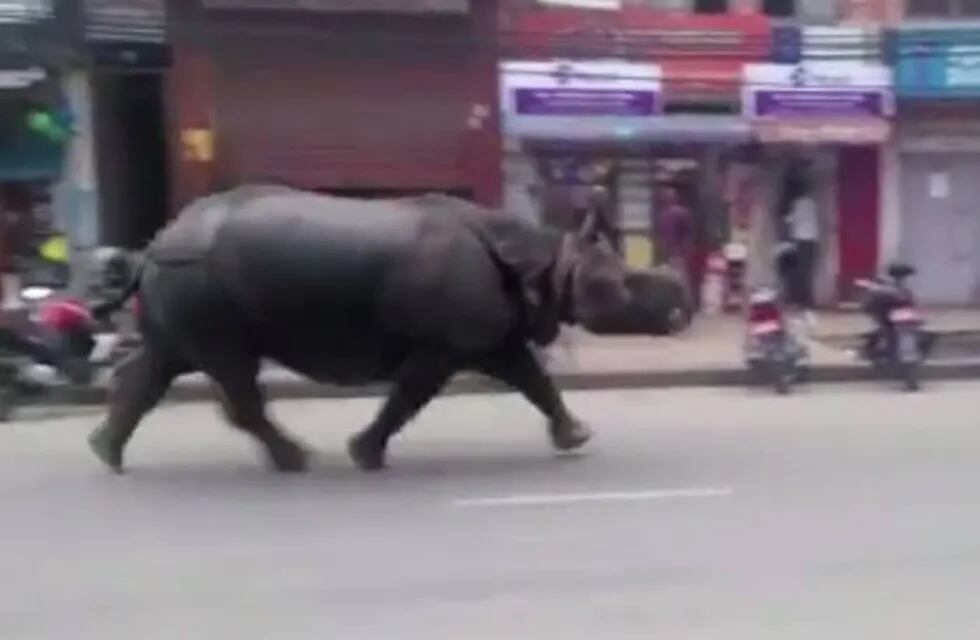 Video: un rinoceronte mató a una mujer e hirió  a varias personas en Nepal