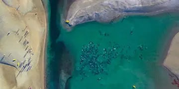 Con una “cadena humana” rescataron a más de 300 delfines que quedaron varados en Las Grutas
