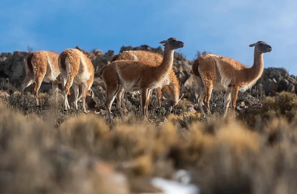 Advierten que el guanaco podría entrar en peligro de extinción en algunas zonas del país. Foto: Ignacio Blanco / Los Andes.