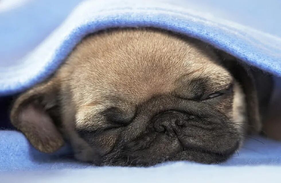 Cuáles son los perros que más duermen - Imagen ilustrativa / Web