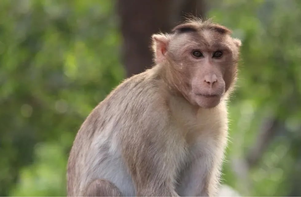 El hombre de 37 años fue atacado en el parque de Kam Shan, donde un 70% de la población de primates son los macacos salvajes de cola larga. Foto: Pexels