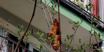 Una "bestia" atrapada en el árbol que sorprendió a todos los vecinos de un barrio de Cracovia, Polonia.