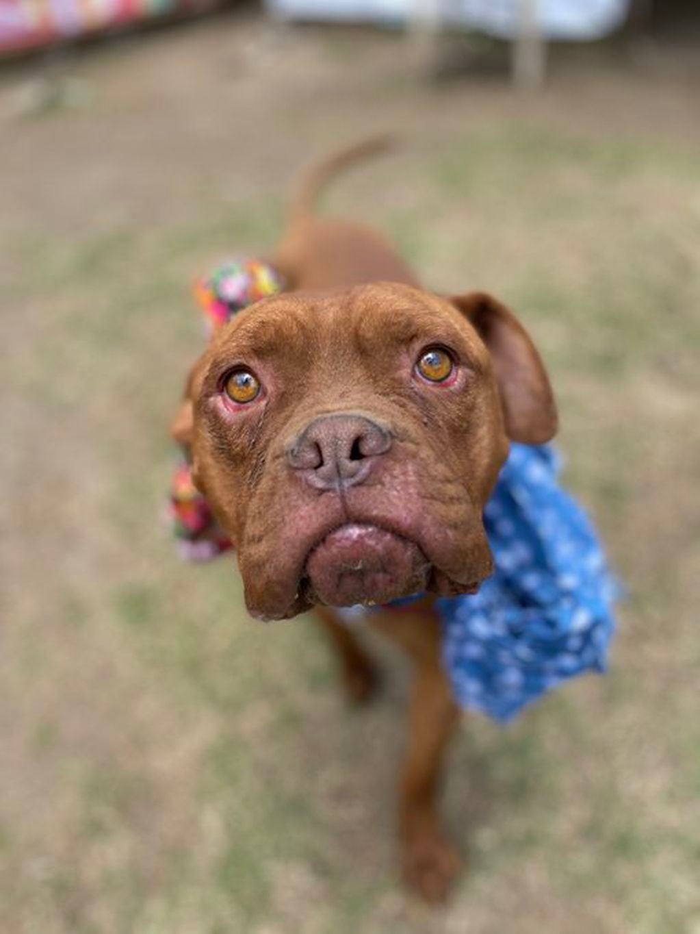 Brownie, el perro triste - Fotos Fundación Tobi