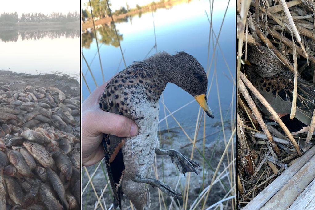 El hallazgo de más de 2.000 carpas y, luego, de algunas aves autóctonas muertas encendió las alarmas en la Laguna del Viborón, en Maipú.