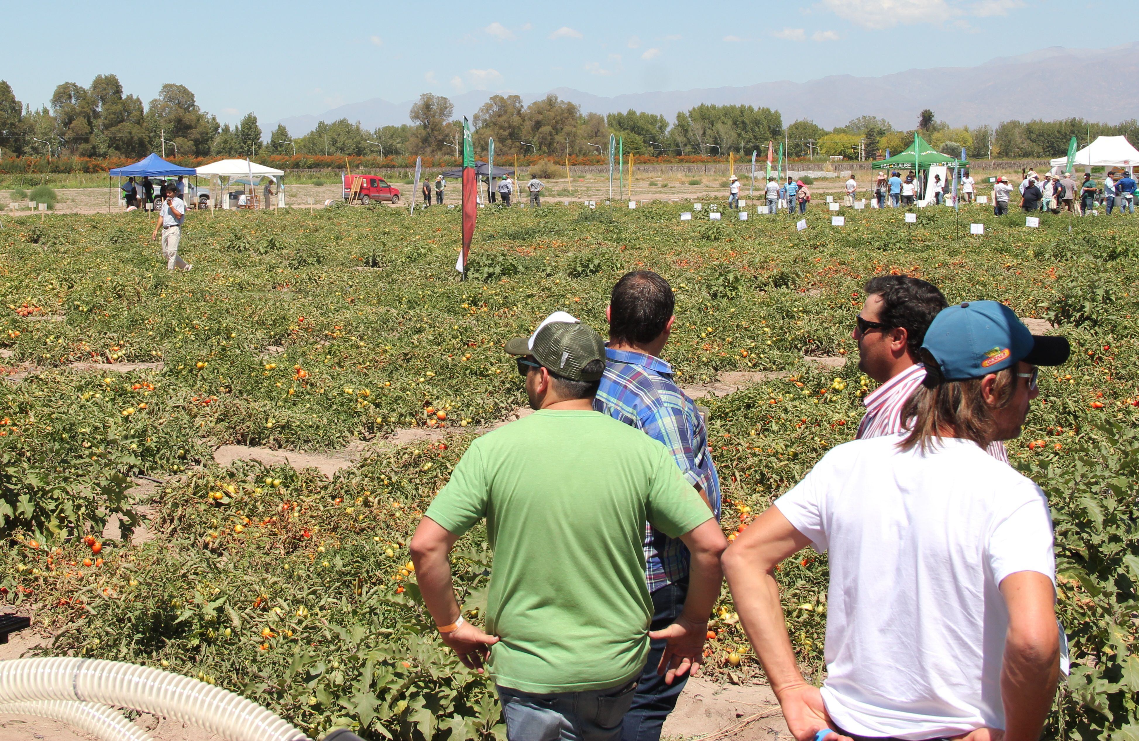 El INTA y la Asociación Tomate 2000 realizan cada año el Día de Campo de Tomate para Industria, donde muestran innovaciones y mejoras en el manejo del cultivo.