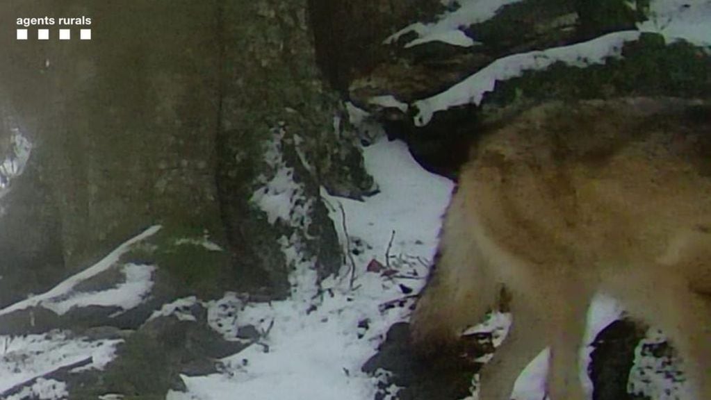 Imagen captada por una cámara de fototrampeo del lobo documentado en Vilaller.