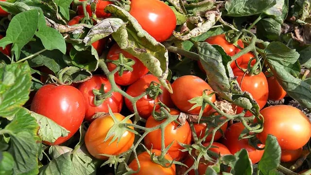 Dia de Campo de Tomate para industria