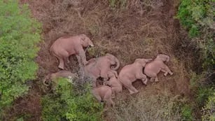 Elefantes errantes de China: estrellas internacionales